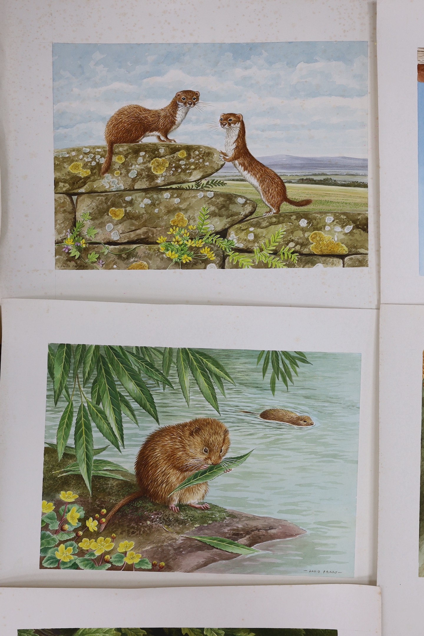 David Parry (b.1942), eight watercolours, birds and wildlife, signed, unframed, 26 x 35cm